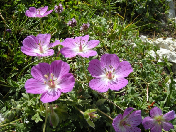 Geranium austroapenninum (=G.cinereum)